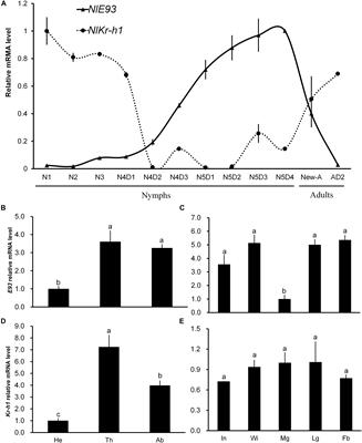 The Roles of E93 and Kr-h1 in Metamorphosis of Nilaparvata lugens